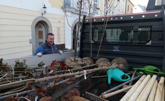 Wir pflanzen Freistadt - Baumpatenschaft