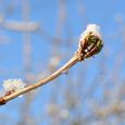 Knospe im Winter